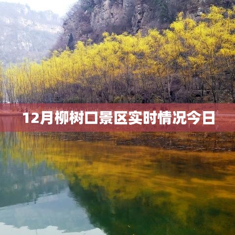 12月柳树口景区最新实时概况