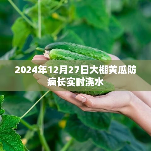 大棚黄瓜防疯长浇水管理技巧，实时浇水策略