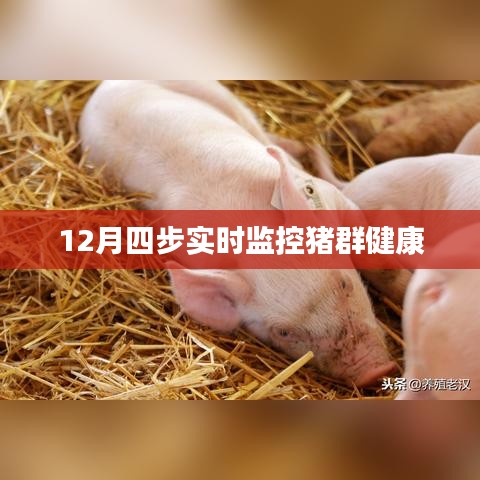 猪群健康实时监控四步法（冬季版）