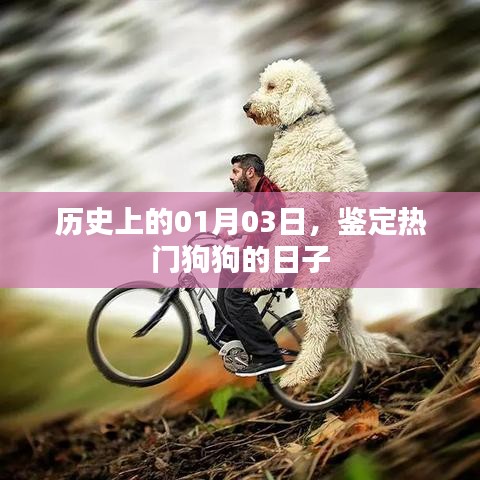 热门狗狗鉴定日，历史上的1月3日