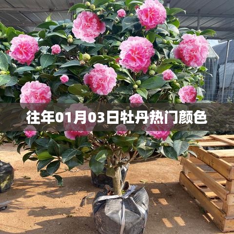 牡丹热门颜色历年变迁回顾