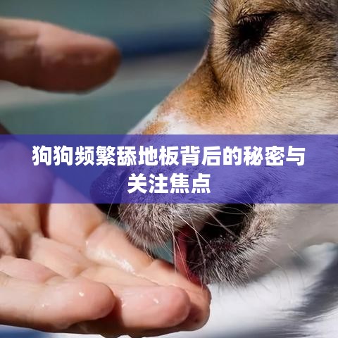 狗狗频繁舔地板背后的秘密与关注焦点