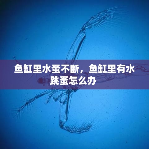鱼缸里水蚤不断，鱼缸里有水跳蚤怎么办 