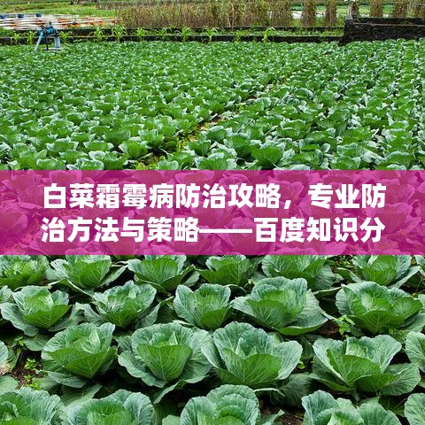 白菜霜霉病防治攻略，专业防治方法与策略——百度知识分享