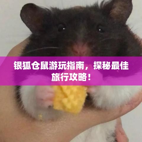 银狐仓鼠游玩指南，探秘最佳旅行攻略！