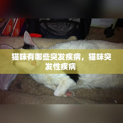 猫咪有哪些突发疾病，猫咪突发性疾病 