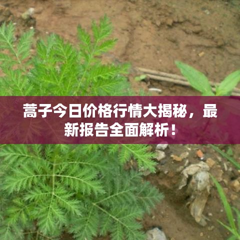 蒿子今日价格行情大揭秘，最新报告全面解析！