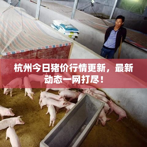 杭州今日猪价行情更新，最新动态一网打尽！