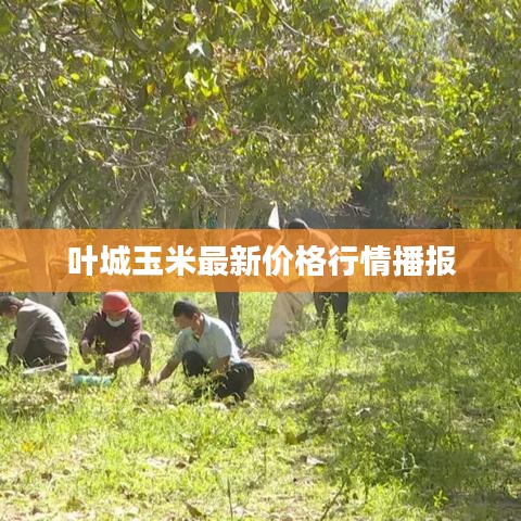 叶城玉米最新价格行情播报