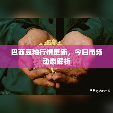 巴西豆粕行情更新，今日市场动态解析