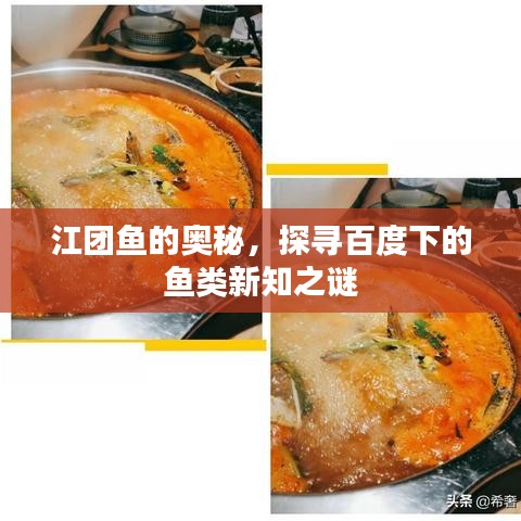 江团鱼的奥秘，探寻百度下的鱼类新知之谜