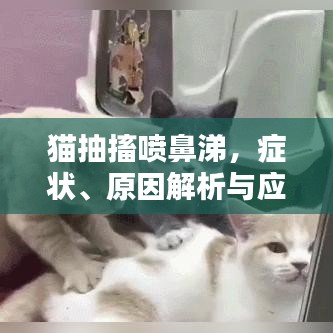 猫抽搐喷鼻涕，症状、原因解析与应对之策