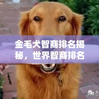 金毛犬智商排名揭秘，世界智商排名中的表现引人注目