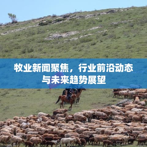 牧业新闻聚焦，行业前沿动态与未来趋势展望