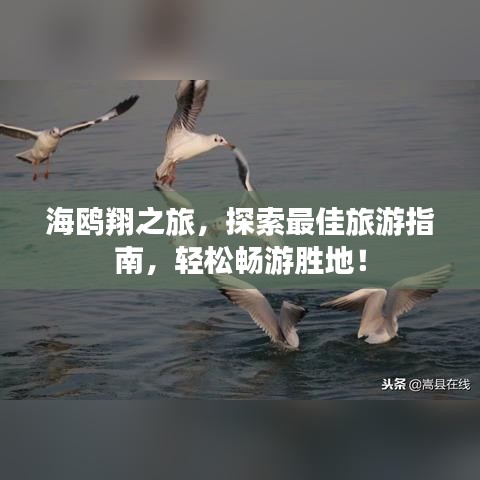 海鸥翔之旅，探索最佳旅游指南，轻松畅游胜地！