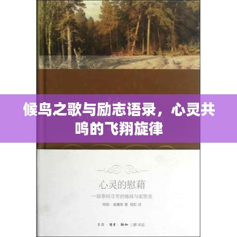 候鸟之歌与励志语录，心灵共鸣的飞翔旋律