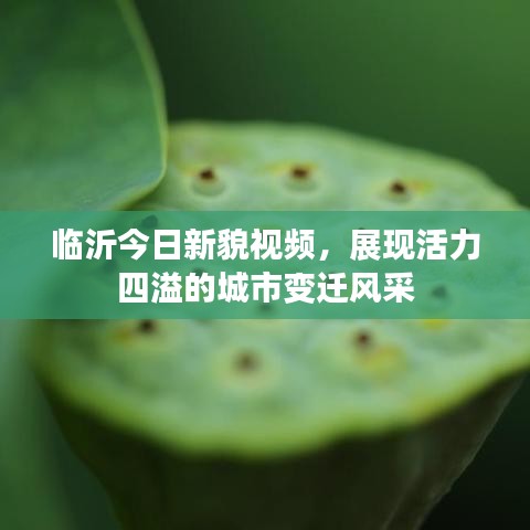 临沂今日新貌视频，展现活力四溢的城市变迁风采
