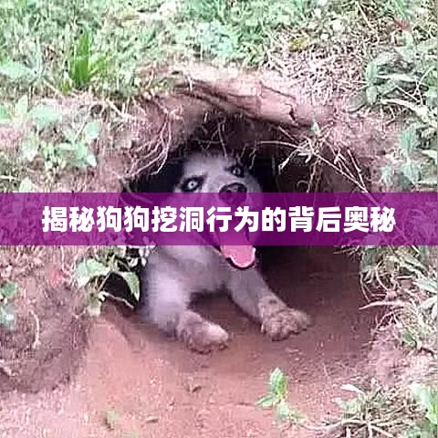 揭秘狗狗挖洞行为的背后奥秘