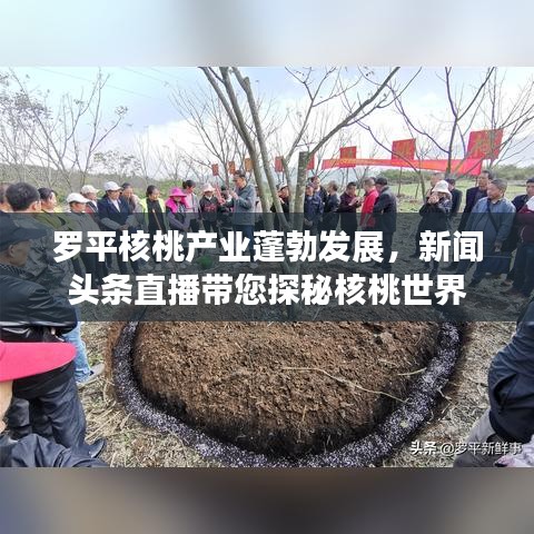 罗平核桃产业蓬勃发展，新闻头条直播带您探秘核桃世界