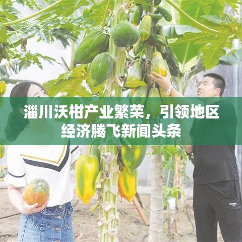 淄川沃柑产业繁荣，引领地区经济腾飞新闻头条