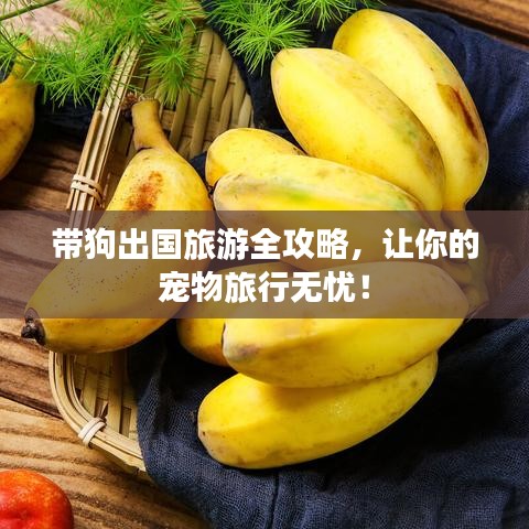 带狗出国旅游全攻略，让你的宠物旅行无忧！