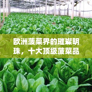欧洲菠菜界的璀璨明珠，十大顶级菠菜品种榜单揭晓！