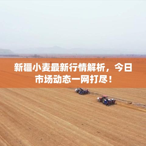新疆小麦最新行情解析，今日市场动态一网打尽！