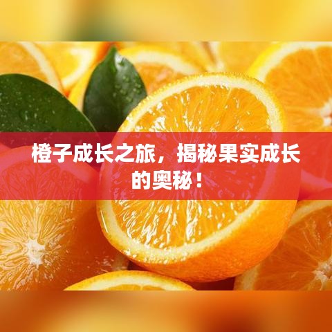 橙子成长之旅，揭秘果实成长的奥秘！