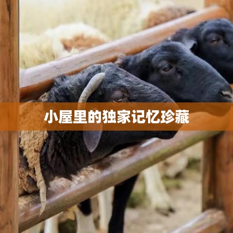 小屋里的独家记忆珍藏