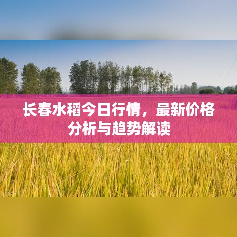 眉清目秀