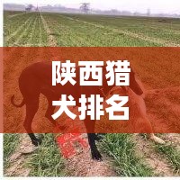 陕西猎犬排名TOP10榜单揭晓！
