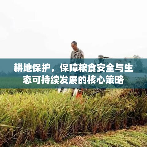 一花独放