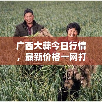 广西大蒜今日行情，最新价格一网打尽！
