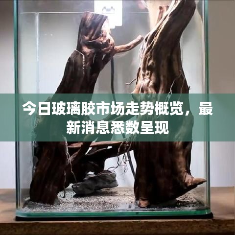 今日玻璃胶市场走势概览，最新消息悉数呈现