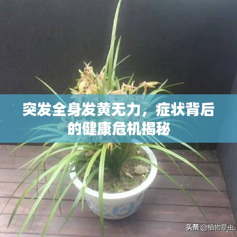 突发全身发黄无力，症状背后的健康危机揭秘