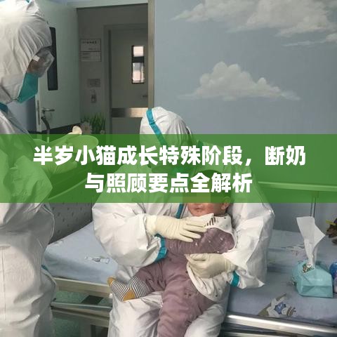 半岁小猫成长特殊阶段，断奶与照顾要点全解析