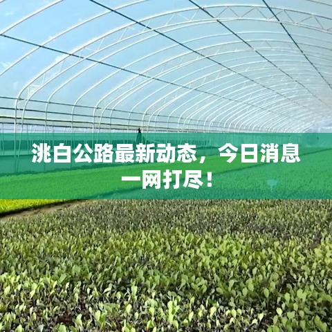 洮白公路最新动态，今日消息一网打尽！