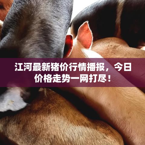 江河最新猪价行情播报，今日价格走势一网打尽！