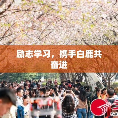 励志学习，携手白鹿共奋进