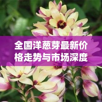 全国洋葱芽最新价格走势与市场深度解析