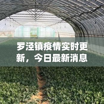 罗泾镇疫情实时更新，今日最新消息汇总