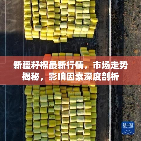 新疆籽棉最新行情，市场走势揭秘，影响因素深度剖析