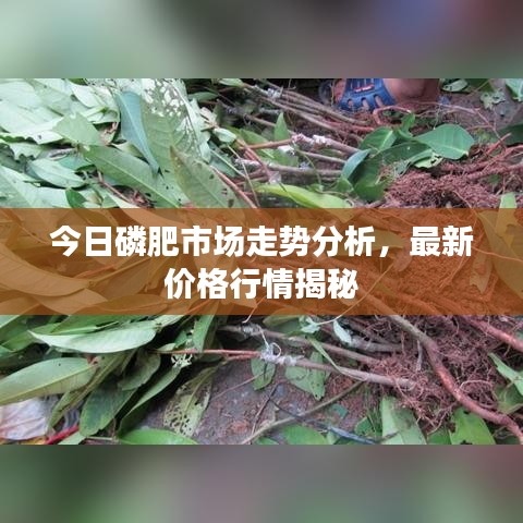今日磷肥市场走势分析，最新价格行情揭秘