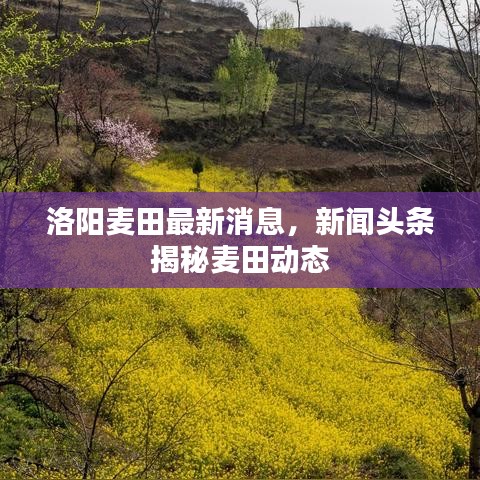 洛阳麦田最新消息，新闻头条揭秘麦田动态