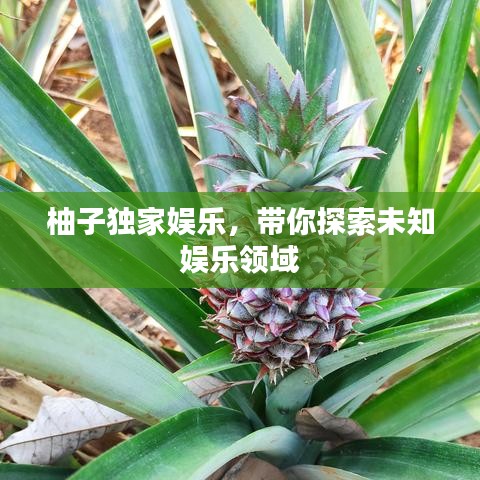 柚子独家娱乐，带你探索未知娱乐领域