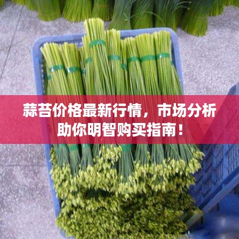 蒜苔价格最新行情，市场分析助你明智购买指南！