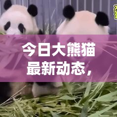 今日大熊猫最新动态，新闻速递