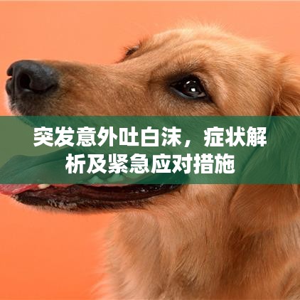 突发意外吐白沫，症状解析及紧急应对措施