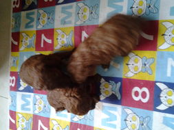 微转宝宝官方下载和泰迪版本,适用策略设计 桌面版_v2.813