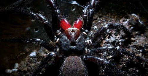 90%的人都不知道的90版本红眼千蛛套和爱吾手机下载官方下载秘籍！高效设计计划免费版隐藏技巧大揭秘！